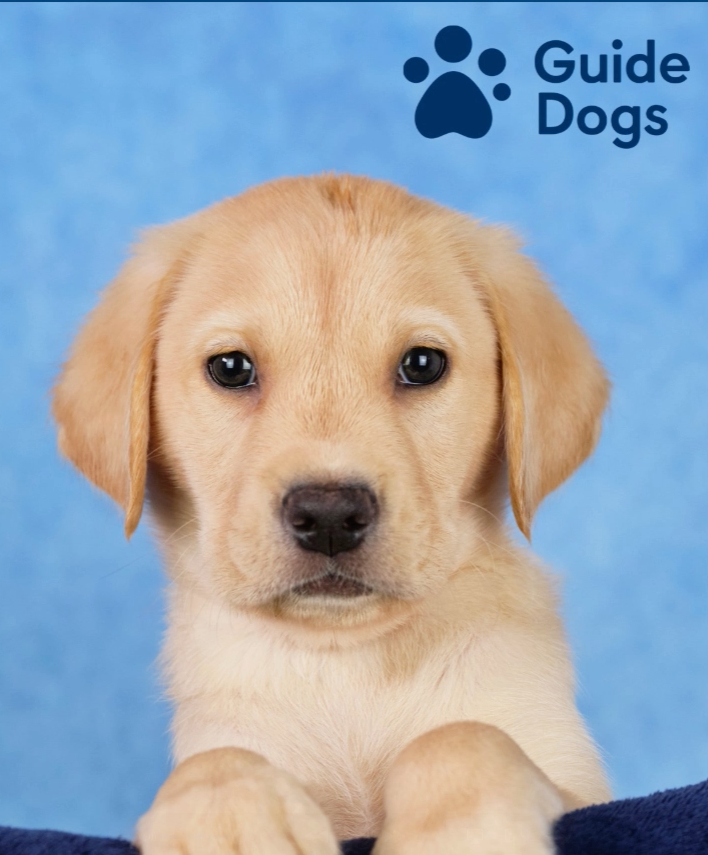 Updates From the Two Guide Dogs Sponsored by Herefordshire Lodges